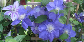 Green House & Flowers