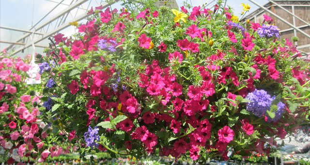 Green House & Flowers